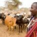 Why pastoralists are our lifelines to the future