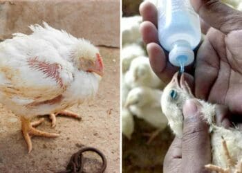 Chickens dying in the cold as gumboro disease spreads