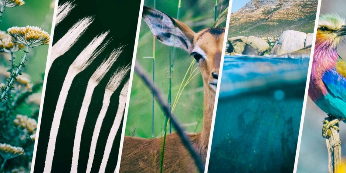 South Africa needs bold conservation funding ideas
