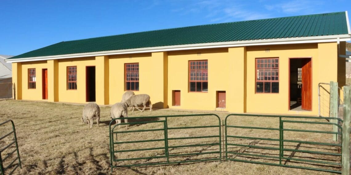 ICYMI: Wool farmers feel warm and fuzzy post-troubles