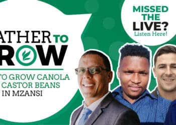 Farmer 101: Growing canola and castor beans in Mzansi