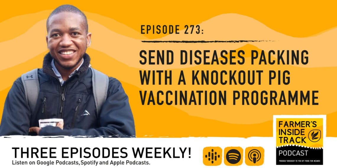 Podcast: Fortify your piggery with a vaccination plan
