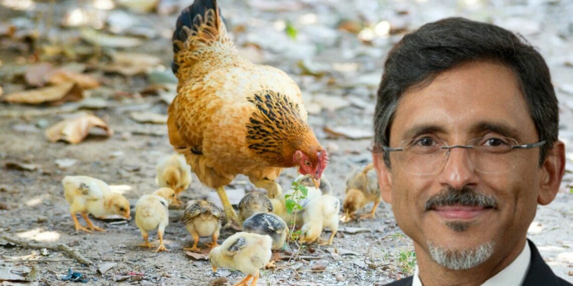 Dear Patel: Don’t be chicken, our poultry farmers need help