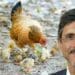 Dear Patel: Don’t be chicken, our poultry farmers need help