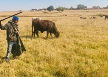 According to the Land Claims Court, ESTA applied to the effect that a person who has continuously and openly resided on land for a year has consent to also use the land. Photo: Sourced/Kimberly Mutandiro