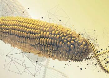 Hunger-fighting GM crops still face opposition in Africa