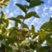 SA's guava farmers are fighting a losing battle