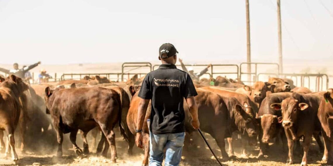 Low stress livestock handling