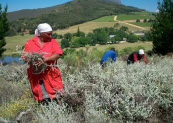 Impepho: The African plant that keeps on giving