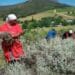 Impepho: The African plant that keeps on giving