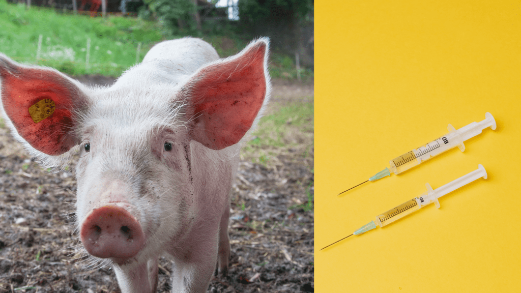 Stamp out disease with a robust pig vaccine programme