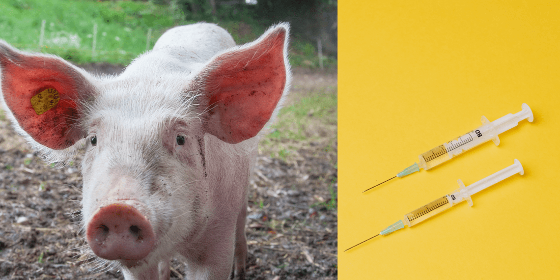 Stamp out disease with a robust pig vaccine programme