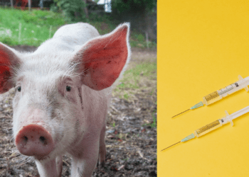 Stamp out disease with a robust pig vaccine programme