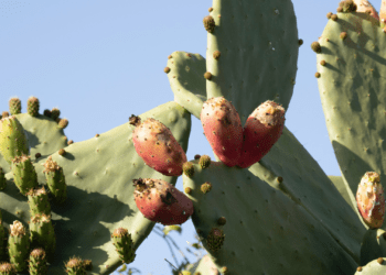 What you need to know about cactus pear farming
