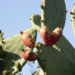 What you need to know about cactus pear farming