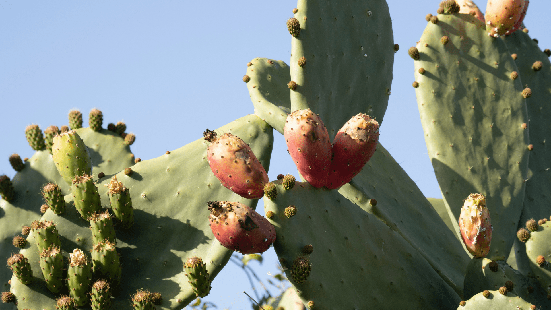 What you need to know about cactus pear farming Food For Mzansi