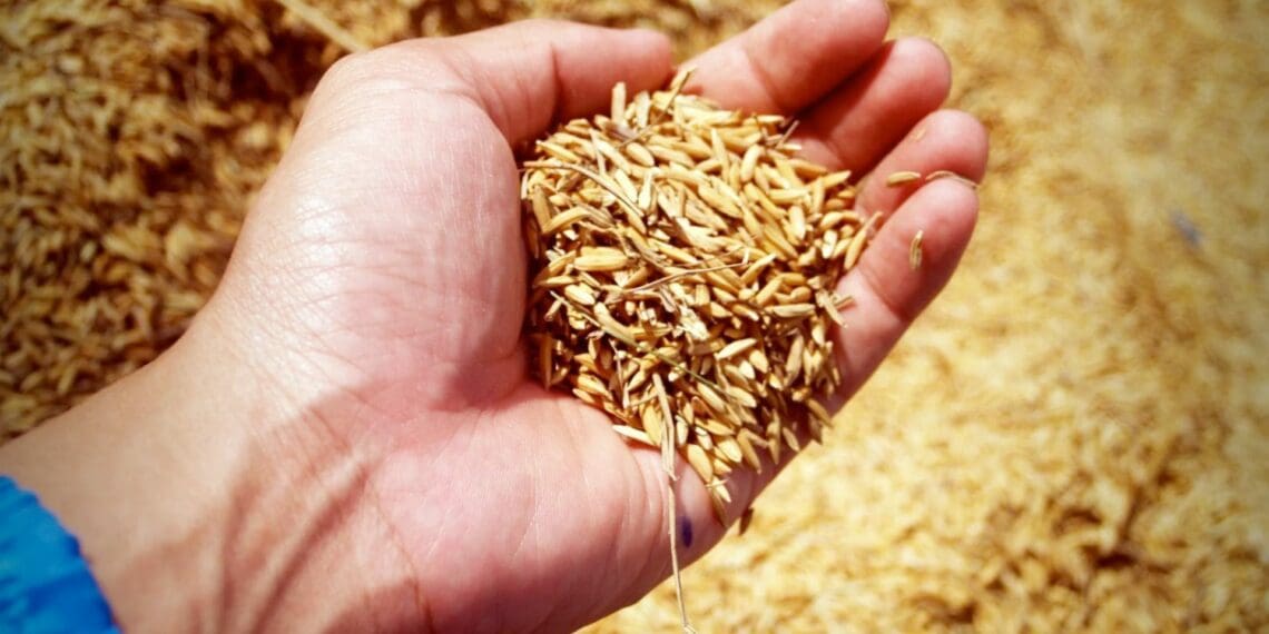 Agbiz chief economist Wandile Sihlobo dissects the prospect of India, the world's biggest rice exporter, banning exports of most varieties. Photo: Sourced/Pexels