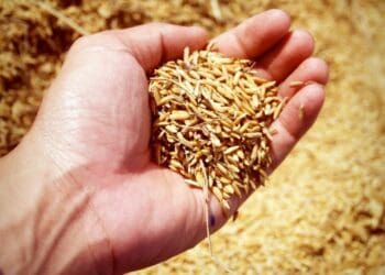Agbiz chief economist Wandile Sihlobo dissects the prospect of India, the world's biggest rice exporter, banning exports of most varieties. Photo: Sourced/Pexels
