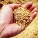 Agbiz chief economist Wandile Sihlobo dissects the prospect of India, the world's biggest rice exporter, banning exports of most varieties. Photo: Sourced/Pexels