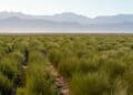 China eases tariff fees as SA's rooibos flies the flag globally
