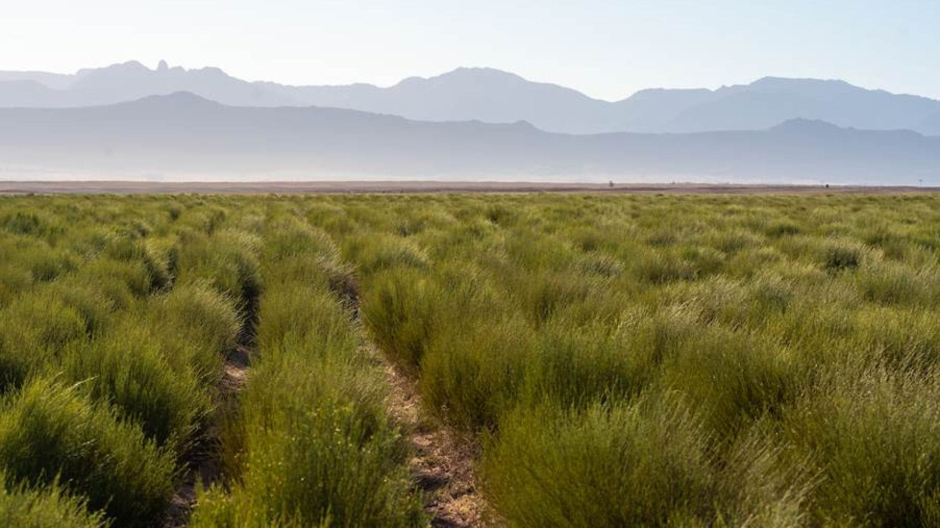 Rooibos industry holds its ground amid climate uncertainty