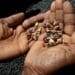 Seed access: Smallholder farmers get short end of stick
