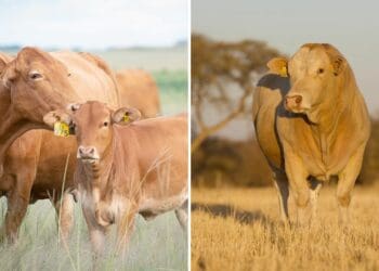 This week’s events include an information day, two livestock auctions, a Gather To Grow session on Twitter, and a cannabis expo. Photo: Supplied/Simbra/Beefmasters