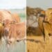 This week’s events include an information day, two livestock auctions, a Gather To Grow session on Twitter, and a cannabis expo. Photo: Supplied/Simbra/Beefmasters