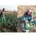 Fearless Kasi farmer Ntseoane goes from zero to hero