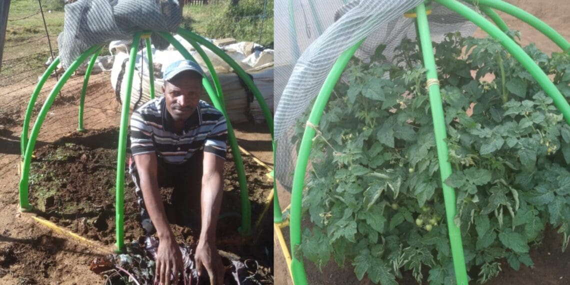 Petrus Maduna has a long history in agriculture and he has discovered a way of making farming easier for women and using farming to reduce youth involvement in crime. Photo: Supplied/Petrus Maduna