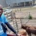 UMohotlheng uphakamisa ukuthi abalimi bangalimi umkhiqizo owodwa ukuze bahlale benomkhiqizo abawudayisayo