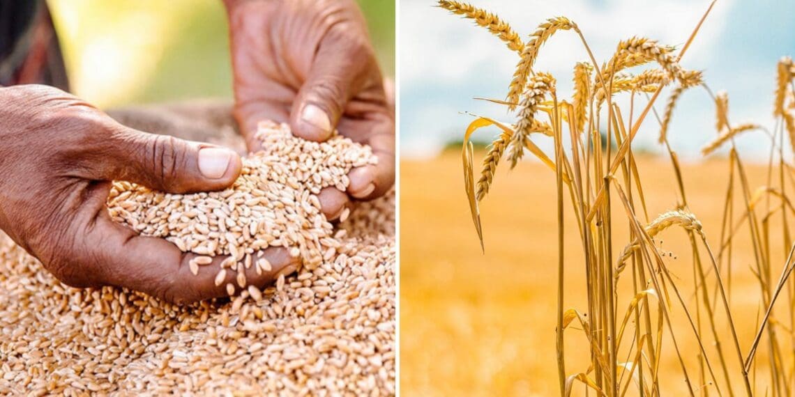 South Africa's 2023/24 winter crop production prospects remain favourable. Photo: Supplied/Food For Mzansi