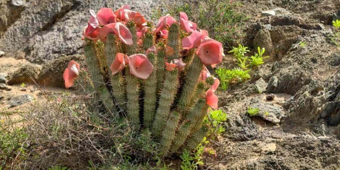 Hoodia: Slay your appetite with this spiny succulent