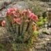 Hoodia: Slay your appetite with this spiny succulent