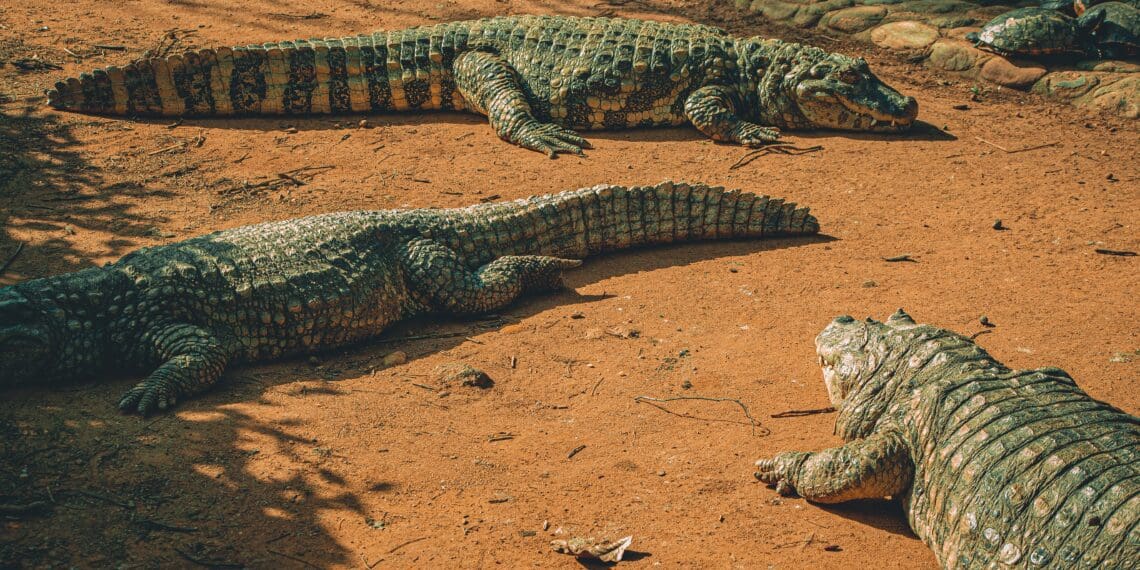 How to successfully become a crocodile farmer