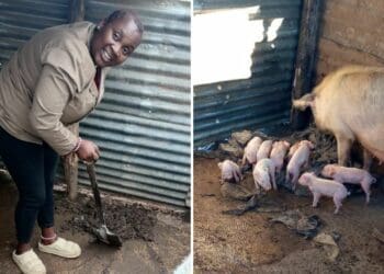 Three little pigs pull ex-prisoner from the depths of despair