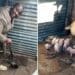 Three little pigs pull ex-prisoner from the depths of despair