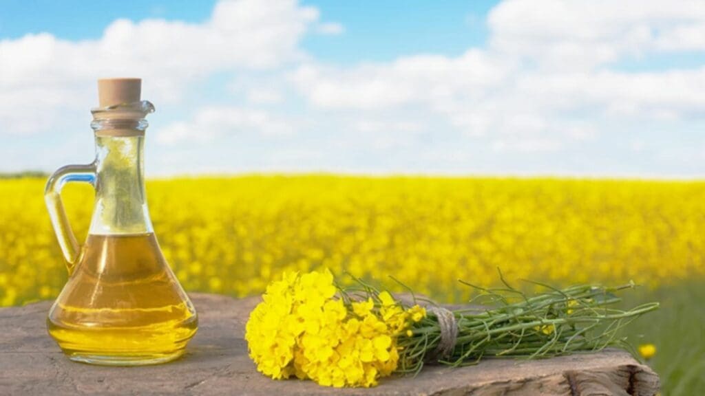 The growing season for canola in South Africa is winter, and harvesting takes place in spring. Photo: Sourced/Adama