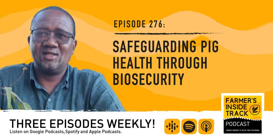 Podcast: Bump up your biosecurity to keep pigs healthy