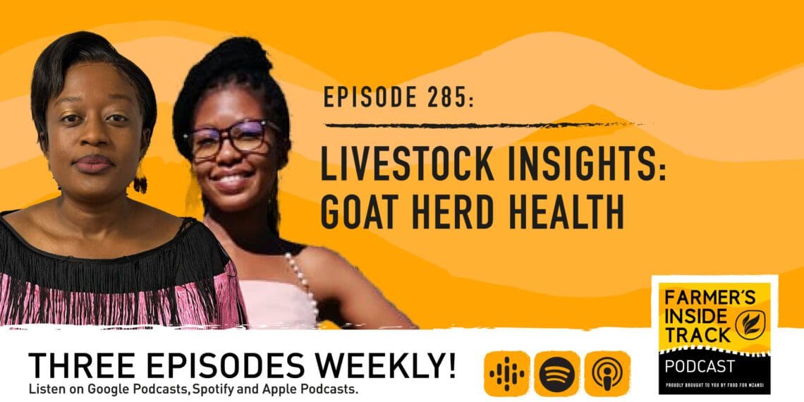 Podcast: How to keep your goat herd in good shape