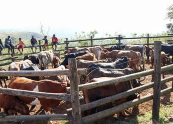 Mafisa: 'The agri finance model that actually worked'