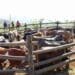 Mafisa: 'The agri finance model that actually worked'