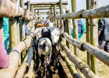 Transport tips: Look after your livestock when the wheels turn