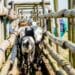 Transport tips: Look after your livestock when the wheels turn