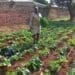 Umfama onguMulungwa utsala inkunzi yenkomo ngeempondo zayo