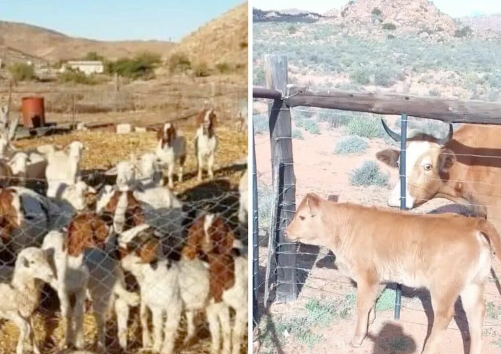 'Our animals are dying, please help' – Namakwa farmers