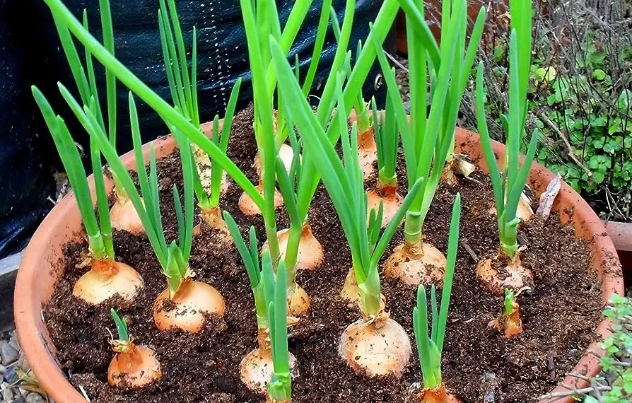 Onions deserve a starring role in your kitchen (and garden)