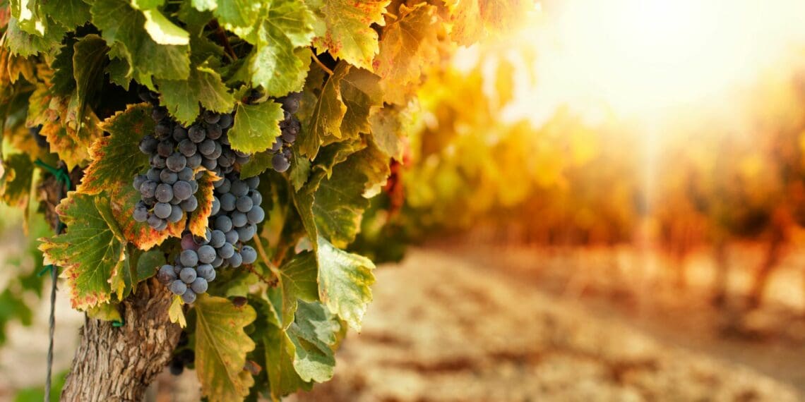 Innovation in full bloom: The diverse demonstration sites of the GEN-Z Vineyard Project pave the way for a sustainable and dynamic future in South Africa’s renowned wine industry. Photo: Supplied/Food For Mzansi