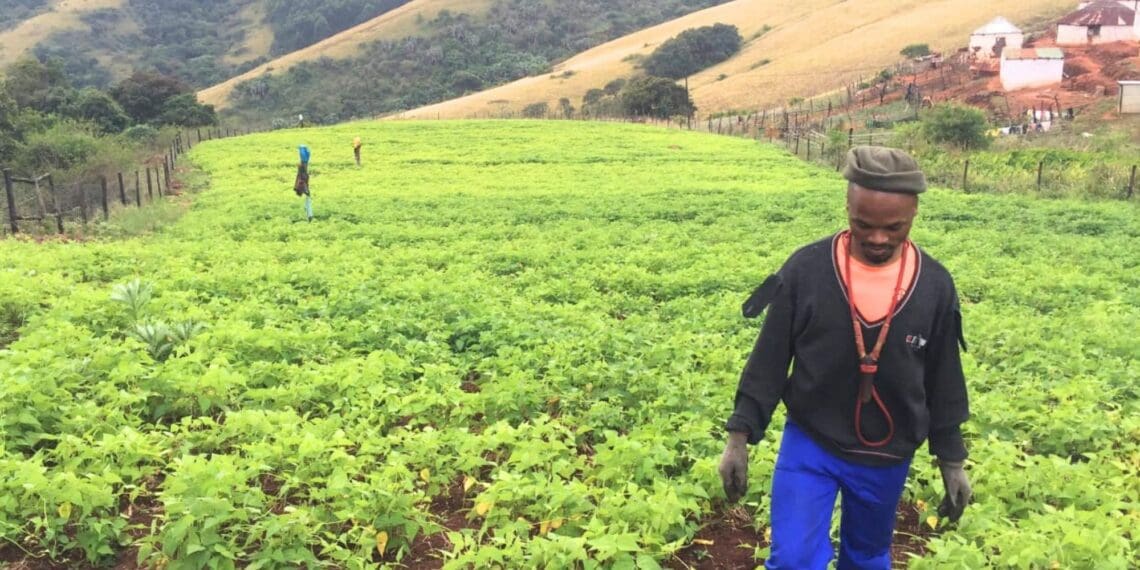Kwanele Mngadi from KwaZulu-Natal began with 15 goats and now has over 50. He also farms sugar beans.
Photo: Supplied/Kwanele Mngadi