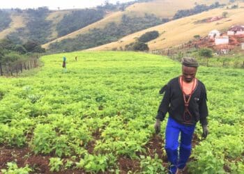 Cultivating prosperity: From unemployment to agricultural triumph